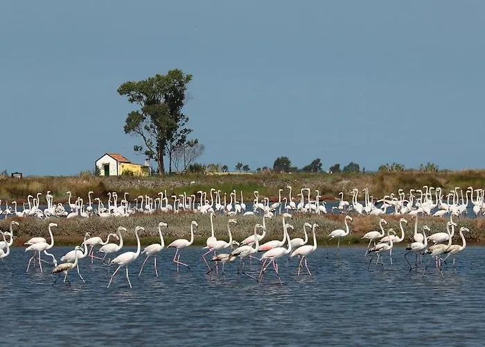 Rosa D'aveiro Apartment *